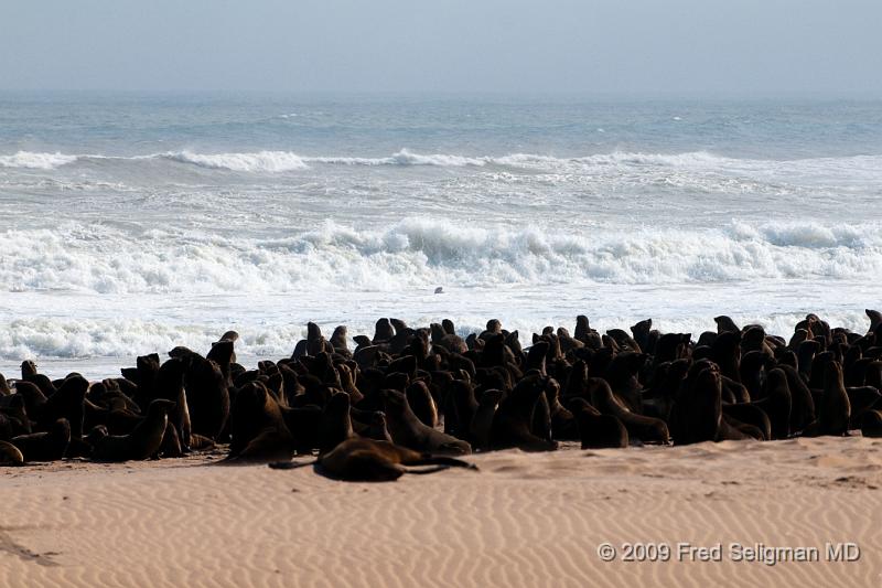 20090605_151403 D300 X1.jpg - Seals on Skeleton Coast of Namibia.  Seal culling occurs in both Namibia and Canada.  In Namibia it has resulted in a population imbalance of seals by interfering in the breeding cycle